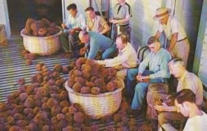 Florida Tarpon Springs Sponge Docks Men Trimming Sponges