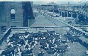 Postcard C-1910 Missouri Kansas City Stock Yards cattle Tom Jones 24-55