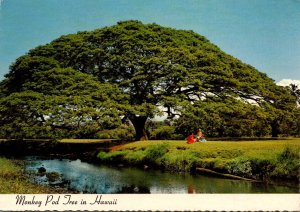 Hawaii Huge Monkey Pod Tree