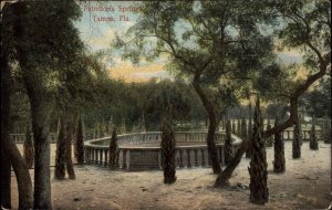 Tampa Florida FL Palmaceia Springs 1900s-1910s Postcard