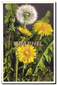 Old Postcard Fantasy Flowers Dandelion