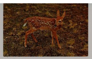 A Fawn - Baby Deer