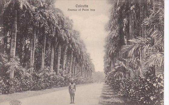 India Calcutta The Avenue Of Palm Trees