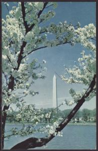 Washington Monument,Washington,DC Postcard