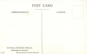 Animals Postcard Natural History British Museum Blue Whale Model