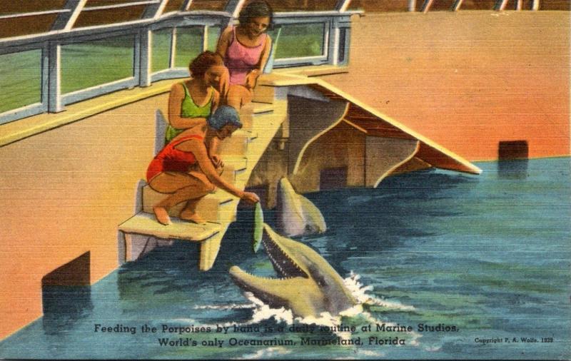 Florida Marineland Feeding Porpoises By Hand At Marine Studios