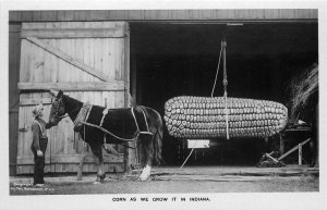 Postcard RPPC C-1910 Indiana Corn Exaggeration farm agriculture humor IN24-1562