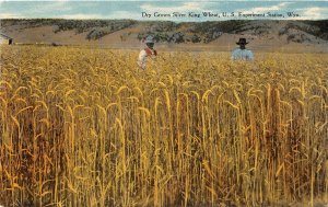 G58/ U.S. Experiment Station Wyoming Postcard c1910 Silver King Wheat