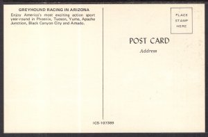 Greyhound Racing in Arizona