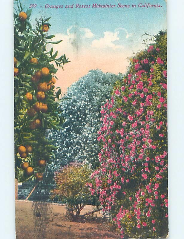 Divided-Back BOTANICAL SCENE Postmarked Long Beach California CA HJ7240