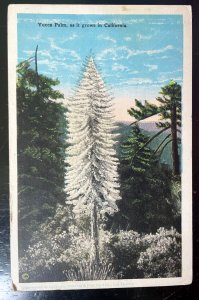 Vintage Postcard 1926 Yucca Palm Cactus, California (CA)