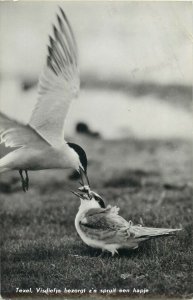 Netherlands Texel birds photo postcard