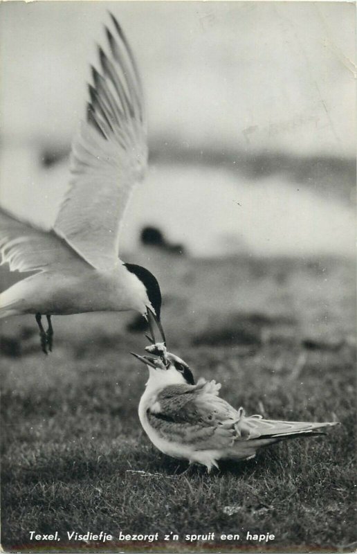 Netherlands Texel birds photo postcard