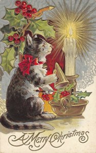 Christmas cat holly candle postcard 1909 ae102
