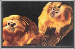 Golden Marmosets National Zoological Park - [MX-075]