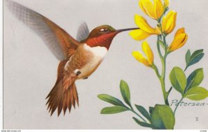 Rufous Hummingbird by Peterson, 1950-60s