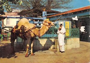 BR50256 la marsa cafe du saf saf chamel cameau    Tunisia