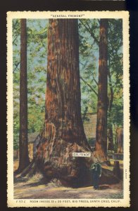 Santa Cruz, California/CA Postcard, General Fremont Redwood Tree