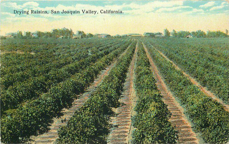 C-1910 Farm Agriculture Drying Raisins San Joaquin Valley California 3374