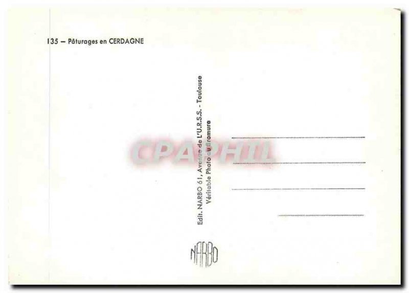 Postcard Modern Cows Grazing in Cerdanya