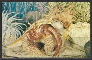 Florida - Hermit Crab In Whelk Shell - [FL-401]