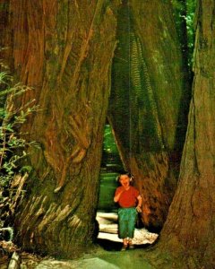 Muir Woods Redwood Trees California Oregon Child Photo Vintage Postcard unposted