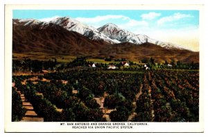 Antique Mt. San Antonio and Orange Groves, Union Pacific Railroad, CA Postcard