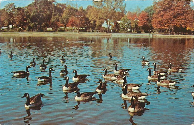 Canonsburg, Pennsylvania Chartiers Creek PA Canada Geese pm 1971 Postcard