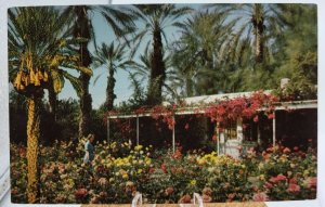 Shields Rose Garden Palm Springs California Vintage Postcard