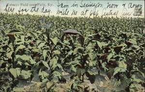 Paris Kentucky KY Tobacco Field Agriculture c1910 Vintage Postcard