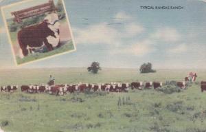 Typical Kansas Hereford Cattle Ranch - pm 1946 - Linen