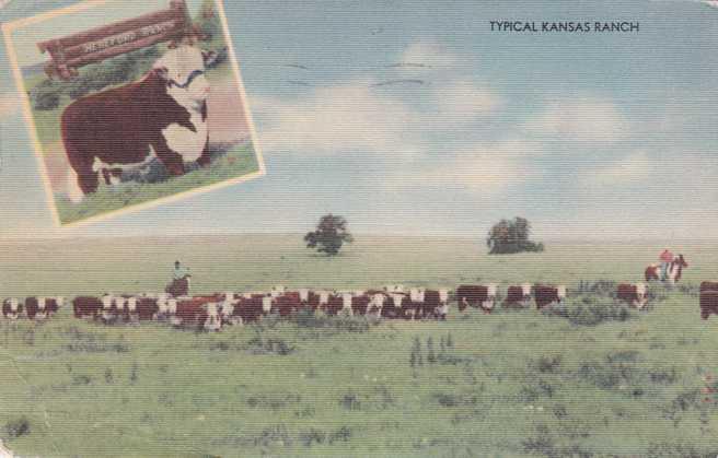 Typical Kansas Hereford Cattle Ranch - pm 1946 - Linen