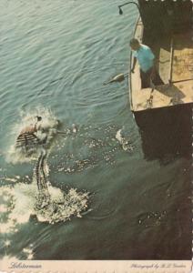 Rhode Island Watch Hill LObsterman Pulling Trap