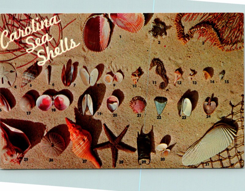 Pathway Islands SC Seas Shells from Carolinas Beaches Postcard Unused (25102)