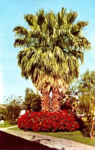 California Palm Springs Poinsettias At Ingleside Inn