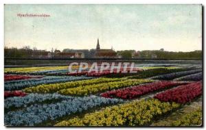 Old Postcard Netherlands Netherlans Hyacinthenvelden