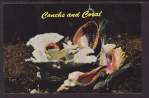 Conch Shell and Coral Postcard 