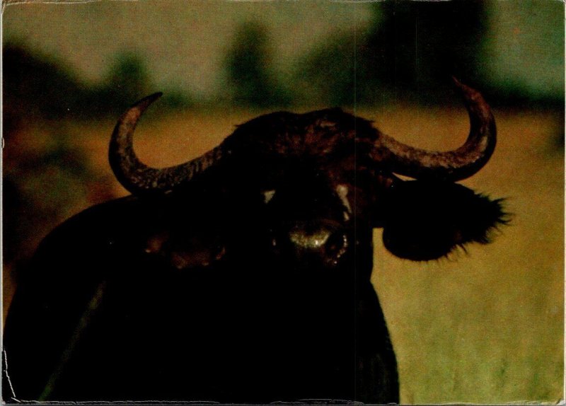 VINTAGE CONTINENTAL SIZE POSTCARD BUFFALO IN THE VIRUNGA NATIONAL PARK ZAIRE '77