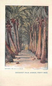 PALM AVENUE PUERTO RICO NY SUNDAY AMERICAN JOURNAL NEWSPAPER POSTCARD (1904)