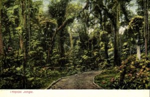 Costa Rica, C.A., Tropical Jungle (1910s) Wimmer Postcard