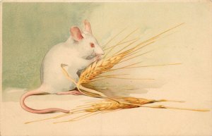 C1907 Art Postcard White Mouse Eats Wheat Grain Meisner & Buch 1386