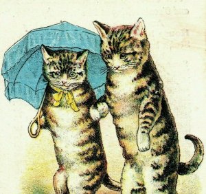 1880's The Great Bankrupt Assignee Clothing Anthropomorphic Cat Couple A P159