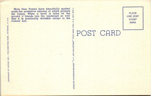 Mule Deer Fawns,Yellowstone National Park BIN