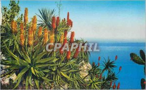 Old Postcard Jardin Exotique de Monaco Aloes Hybrid Salm Dyckiana and aloes v...