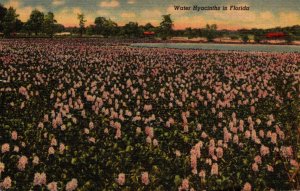 Florida Water Hyacinths In Full Bloom 1949 Curteich