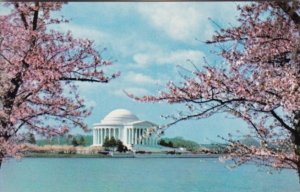 Washington D C Jefferson Memorial At Cherry Blossom Time