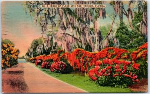 M-42916 A Hedge of Flame Vine and Hibiscus Florida