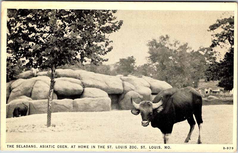 Postcard ZOO SCENE St. Louis Missouri MO AN8750
