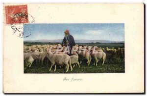Old Postcard Shepherd Sheep Favorites