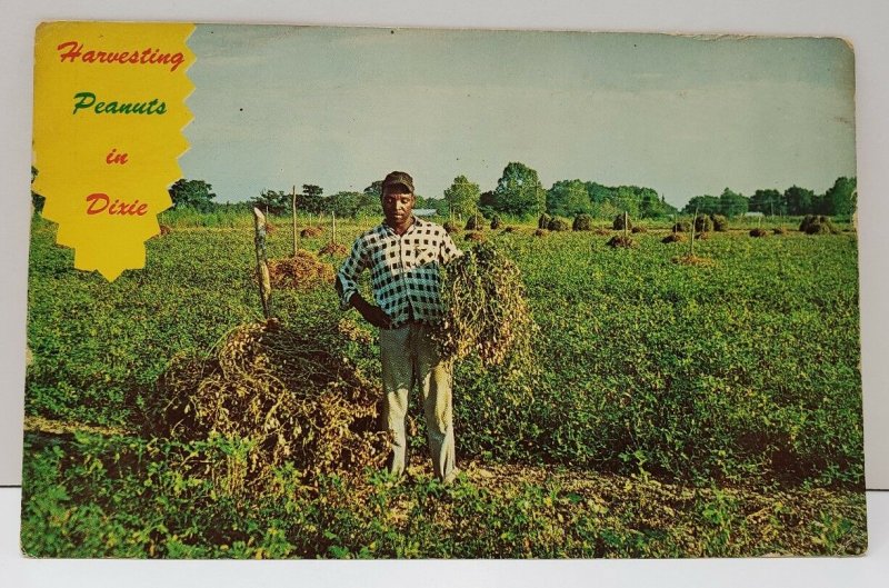 Harvesting Peanuts in Dixie Postcard Harvest Time in the South